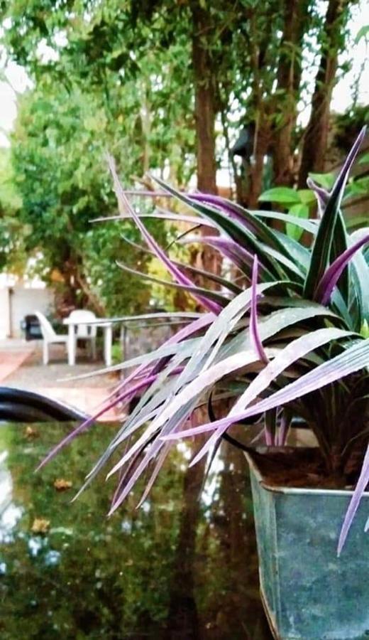 Aandrus Guesthouse Bloemfontein Exterior foto